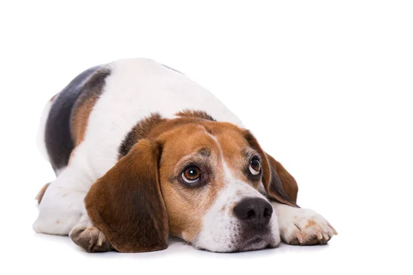 Stanco Cane Beagle Sdraiato Sul Retro Isolato Sfondo Bianco — Foto Stock
