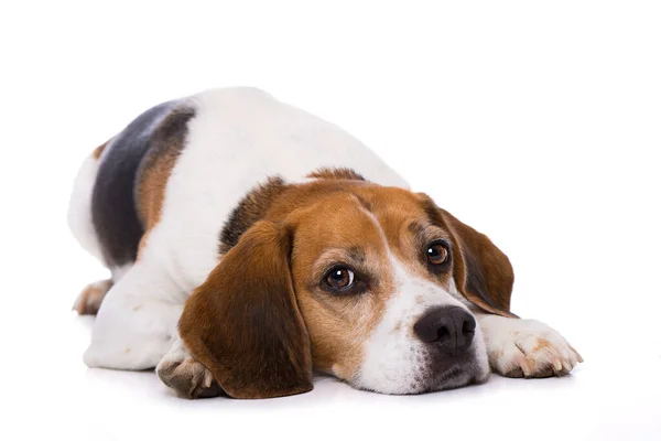 Tired Beagle Dog Lying Back Isolated White Background — Stock Photo, Image