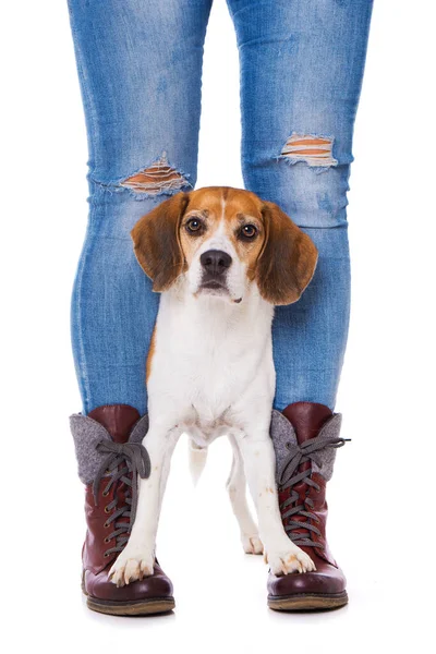 Vuxen Beagle Hund Stående Isolerad Vit Bakgrund — Stockfoto