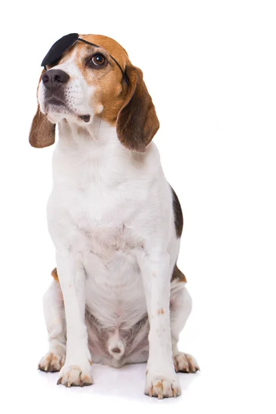 Yetişkin Köpeği Beyaz Arka Planda Tek Başına Oturuyor — Stok fotoğraf