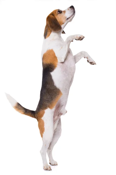 Adulto Beagle Cane Piedi Isolato Sfondo Bianco — Foto Stock