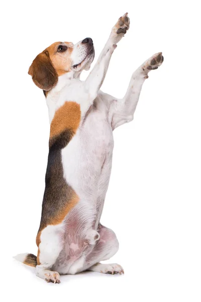 Erwachsene Beagle Hund Isoliert Auf Weißem Hintergrund — Stockfoto