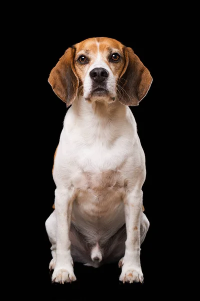Dospělý Bígl Pes Černém Pozadí — Stock fotografie