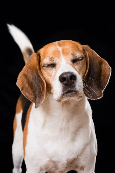 Perro Beagle Adulto Sobre Fondo Negro —  Fotos de Stock