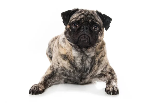 Adult Pug White Background — Stock Fotó