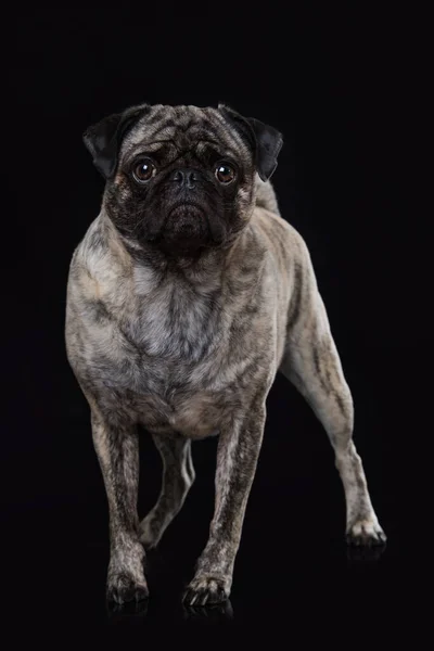 Siyah Arkaplanda Yetişkin Pug — Stok fotoğraf