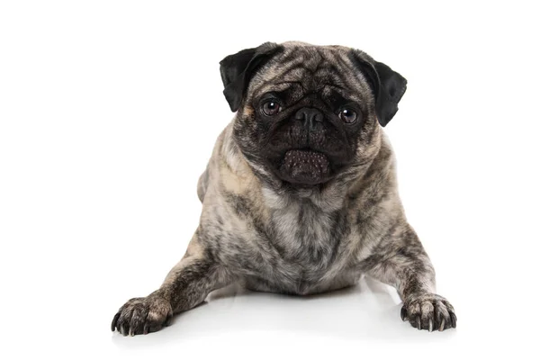 Beyaz Arkaplanda Yetişkin Pug — Stok fotoğraf