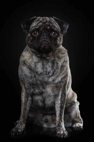 Siyah Arkaplanda Yetişkin Pug — Stok fotoğraf