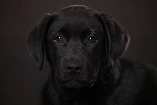 Anjing Labrador Dengan Latar Belakang Hitam — Stok Foto