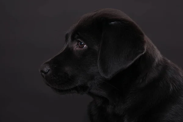 Cãozinho Labrador Fundo Preto — Fotografia de Stock