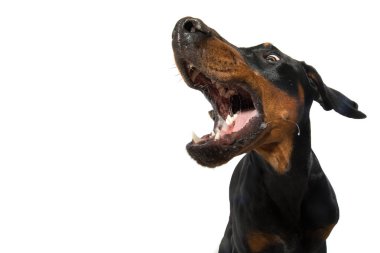 Doberman köpeği beyaz arka planda havada uçuyor.