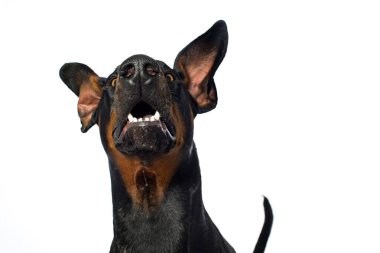 Doberman köpeği beyaz arka planda havada uçuyor.