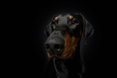 Siyah arka planda yetişkin doberman