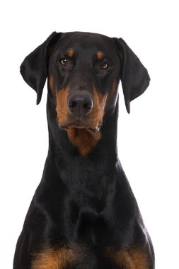 Doberman köpeği beyaz arkaplanda izole edildi