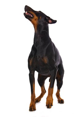 Doberman köpeği beyaz arkaplanda izole edildi