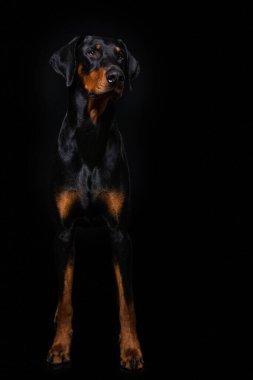 Siyah arka planda oturan yetişkin bir doberman köpeği.