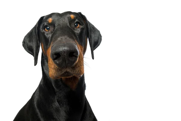 Doberman Cão Isolado Fundo Branco — Fotografia de Stock