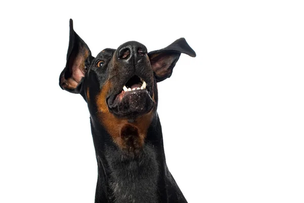 Dobermann Hund Schnappt Der Luft Auf Weißem Hintergrund — Stockfoto