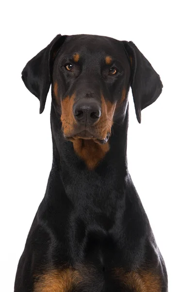 Doberman Cão Isolado Fundo Branco — Fotografia de Stock