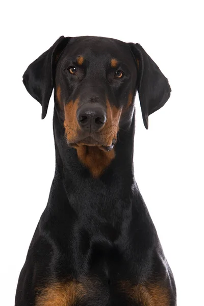 Doberman Hond Geïsoleerd Witte Achtergrond — Stockfoto