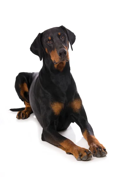 Doberman Hund Liggande Isolerad Vit Bakgrund — Stockfoto