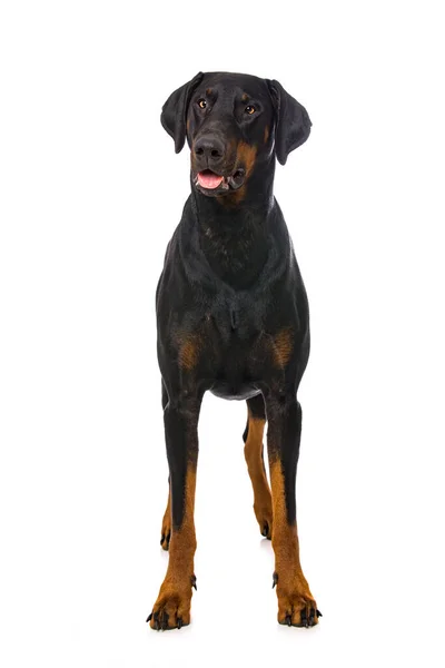 Doberman Perro Pie Aislado Sobre Fondo Blanco —  Fotos de Stock