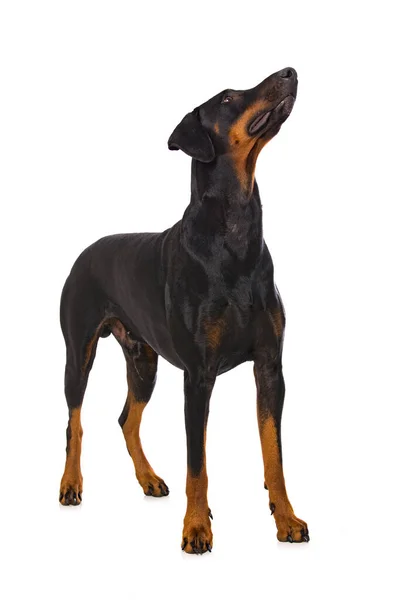 Doberman Perro Pie Aislado Sobre Fondo Blanco —  Fotos de Stock