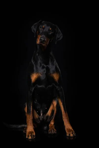 Adult Doberman Dog Sitting Black Background — Stock Photo, Image