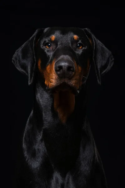 Dorosły Pies Doberman Siedzi Czarnym Tle — Zdjęcie stockowe
