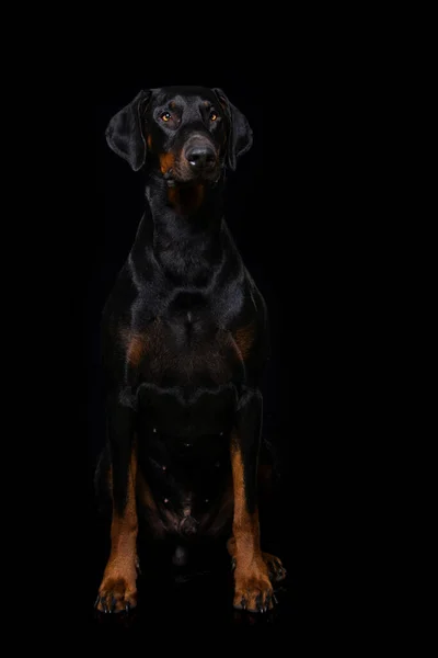 Adult Doberman Dog Sitting Black Background — Stock Photo, Image