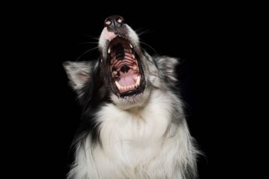 Siyah arka plandaki çoban köpeği bir ödül yakalar.