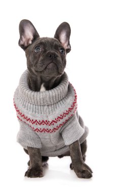 Beyaz arka planda izole edilmiş ceketli Fransız bulldog köpeği.