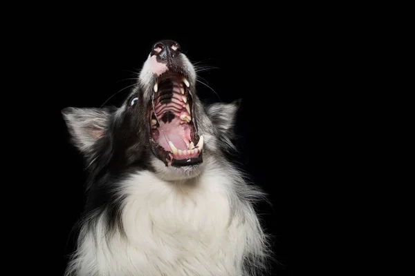 Border Collie Dog Black Background Snaps Treat — Stok Foto