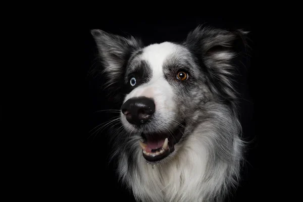 Прикордонна Собака Колі Чорному Тлі — стокове фото