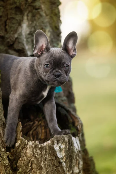 Franse Bulldog Puppy Een Boomstronk — Stockfoto