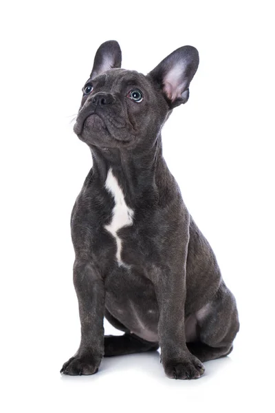 French Bulldog Puppy Isolated White Background — Stock Photo, Image