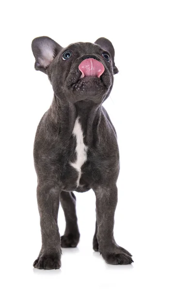 Bulldog Francés Cachorro Pie Aislado Sobre Fondo Blanco — Foto de Stock