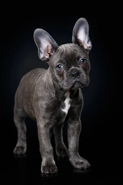 French Bulldog Puppy Black Background — Stock Photo, Image