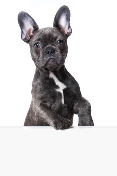 Franska Bulldog Valp Tittar Över Vägg — Stockfoto