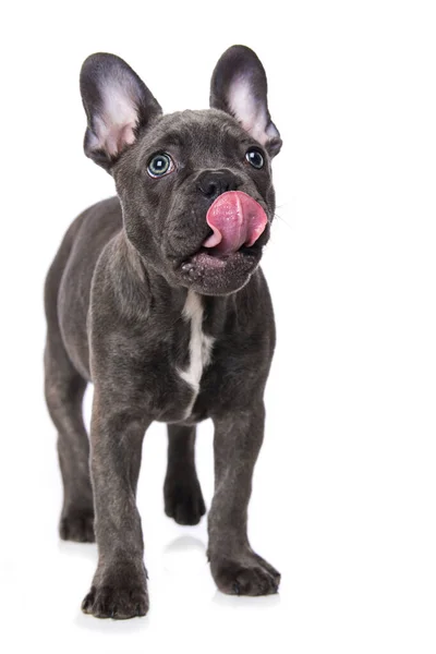 Bulldog Francés Aislado Sobre Fondo Blanco — Foto de Stock