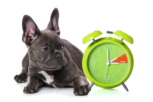French bulldog puppy with a alarm clock