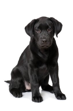 Labrador av köpeği beyaz arka planda tek başına oturuyor.