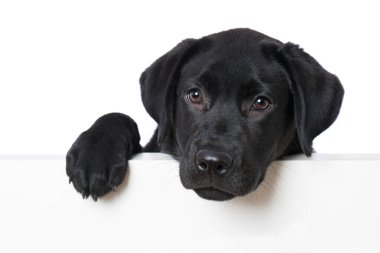 Labrador av köpeği duvarın üstünden bakıyor.
