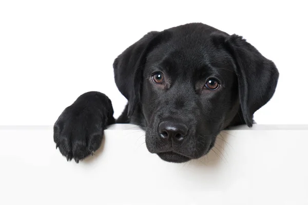 Labrador Retrívr Štěně Dívá Přes Zeď — Stock fotografie