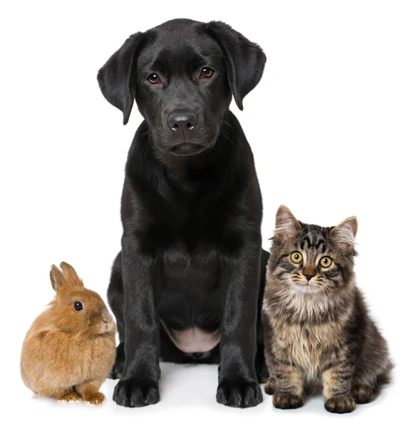 Pets Sitting Isolated White Background — Zdjęcie stockowe