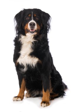 Bernese Dağ Köpeği beyazı izole etti