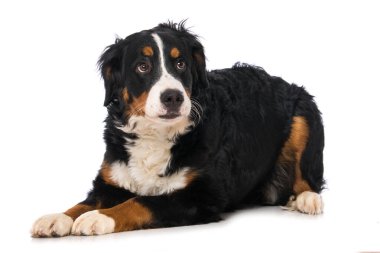 Bernese Dağ Köpeği beyazı izole etti