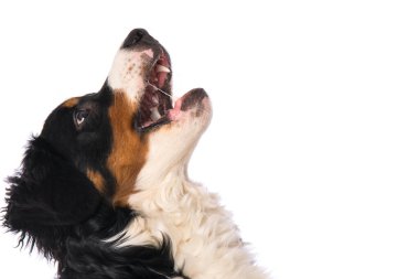 Bernese Dağ Köpeği beyazı izole etti