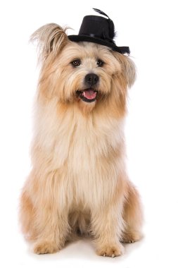 Beyaz arka planda yetişkin köpek