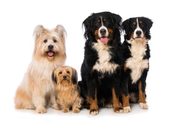 Beyaz arka planda izole edilmiş dört köpek